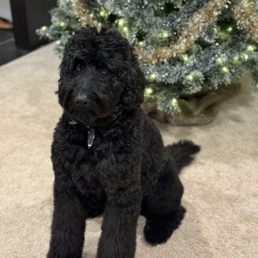 Beautifully groomed goldendoodle!