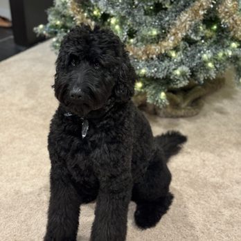 Petco - Beautifully groomed goldendoodle! - Pet Training Near Me - Frederick, Maryland