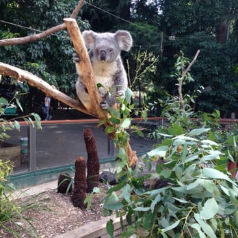Koala Park Sanctuary - Close encounters with Koala - Zoos Near Me - West Pennant Hills, NSW Koala Park Sanctuary - Close encounters with Koala - Zoos Near Me - West Pennant Hills, NSW