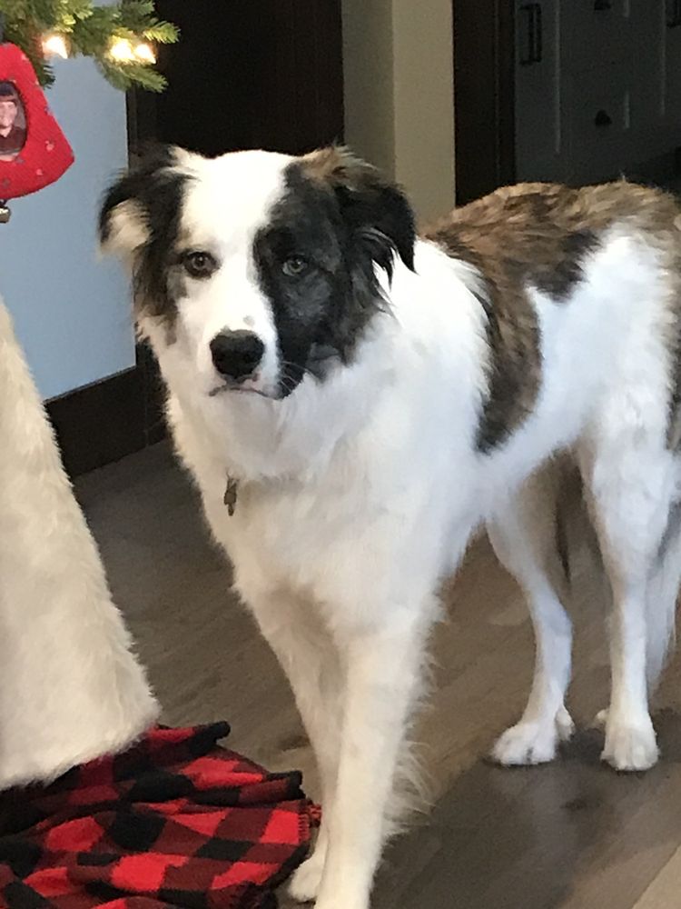 PAWSITIVELY PERFECT Updated August 2024 10 Reviews 2960 US Hwy 2