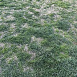 Field grass