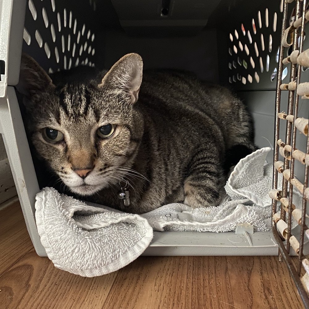 Hawaii Kai Veterinary Clinic - Mr Max appears to like his carrier probably because he got some TLC and relief - Veterinarians Near Me - Honolulu, Hawaii Hawaii Kai Veterinary Clinic - Mr Max appears to like his carrier probably because he got some TLC and relief - Veterinarians Near Me - Honolulu, Hawaii