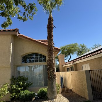 Sierra View Landscape - After picture of palm tree - Landscaping Near Me Sierra View Landscape - After picture of palm tree - Landscaping Near Me