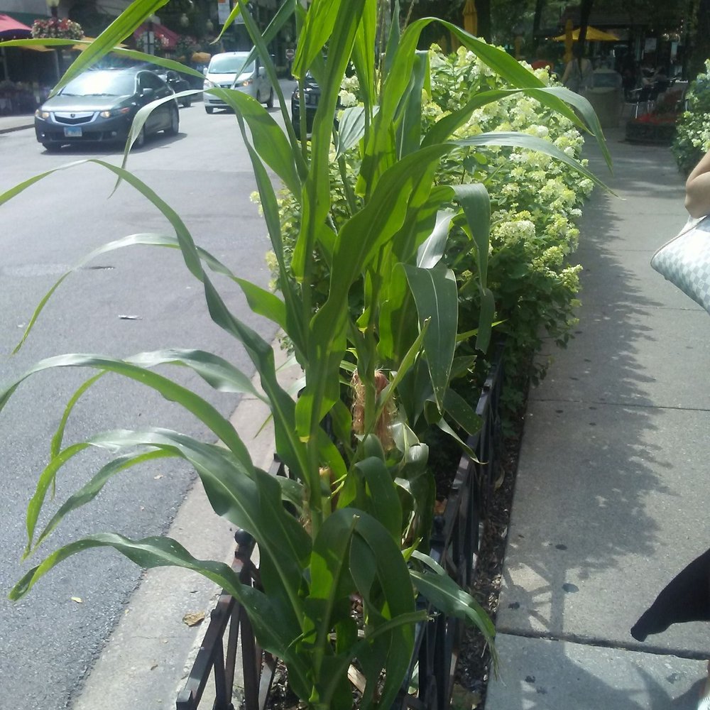 Mariano Park - City corn. - Parks Near Me - Chicago, Illinois Mariano Park - City corn. - Parks Near Me - Chicago, Illinois