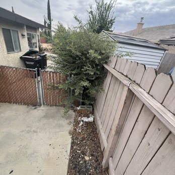 So Cal Pruners - Before pic side profile - Tree Services Near Me So Cal Pruners - Before pic side profile - Tree Services Near Me