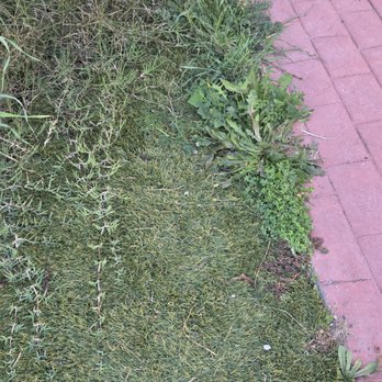 Big Bully Turf - Weeds growing along the edges - Artificial Turf Near Me - San Diego, California Big Bully Turf - Weeds growing along the edges - Artificial Turf Near Me - San Diego, California