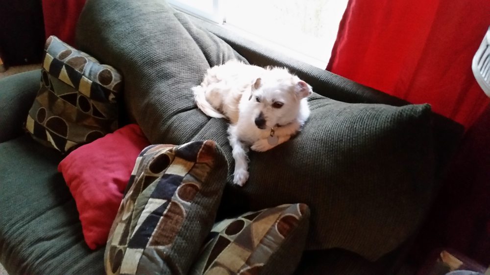 AFFORDABLE CLEAN CARPET Updated August 2024 14572 Longhorn Dr