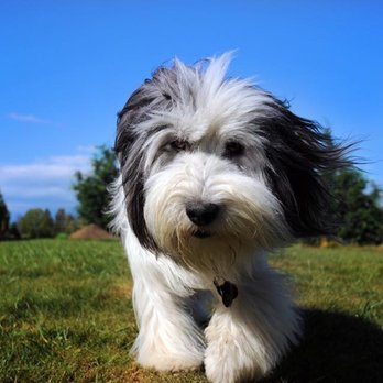 Markeydas Pet Grooming - Pet Groomers Near Me - Langley, British Columbia Markeydas Pet Grooming - Pet Groomers Near Me - Langley, British Columbia