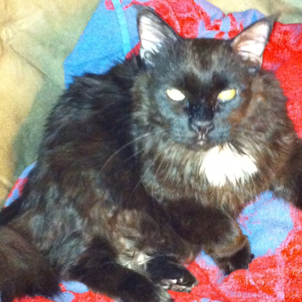 Paws N Claws - This is Tuxedo my 19 yr. old boy that passed away 2 yrs. ago and still miss terribly! - Veterinarians Near Me - Burlington, New Jersey Paws N Claws - This is Tuxedo my 19 yr. old boy that passed away 2 yrs. ago and still miss terribly! - Veterinarians Near Me - Burlington, New Jersey