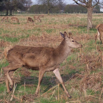 Bushy Park - Parks Near Me - Middlesex, XGL Bushy Park - Parks Near Me - Middlesex, XGL