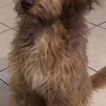 Marjorie's Wash'n Wag - Before the groom - Pet Groomers Near Me - Azle, Texas