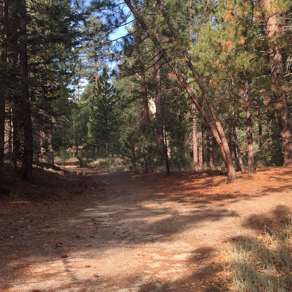 Barton Flats Campground - Campgrounds Near Me - San Bernardino, California