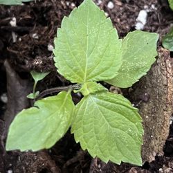 Fayetteville Farmer's Market - My perilla plant 2/2