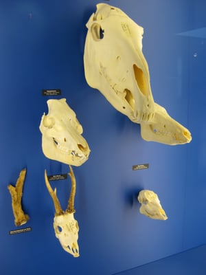 Naturhistorisches Museum Bern by null