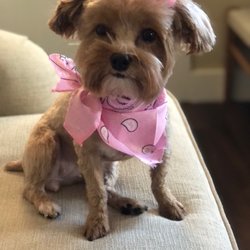 Amy's All Breed Dog Grooming - Harper enjoyed getting pampered.