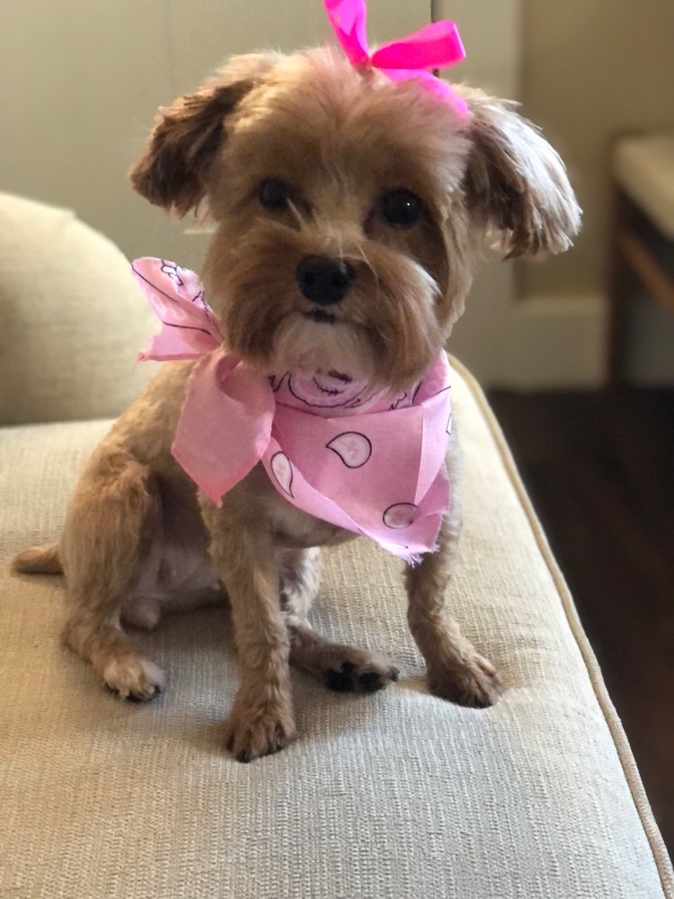 AMY’S ALL BREED DOG GROOMING Updated August 2024 10 Reviews 1927 S 6th St, Chickasha