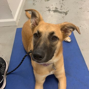 SmartyPup! - Pet Training Near Me - San Francisco, California