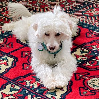 vetXpress - Forward to late 2026, Loki has transitioned into the sweetest, most wonderful fur baby one could ever dream for. - Veterinarians Near Me - Colonial Heights, Virginia vetXpress - Forward to late 2026, Loki has transitioned into the sweetest, most wonderful fur baby one could ever dream for. - Veterinarians Near Me - Colonial Heights, Virginia