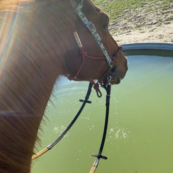 Bradshaw Equestrian & Co. - Horseback Riding Near Me Bradshaw Equestrian & Co. - Horseback Riding Near Me