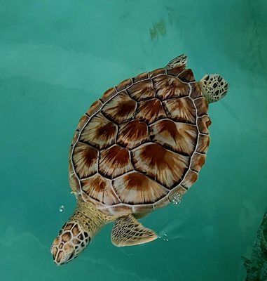 Sea Turtle, Inc. by null