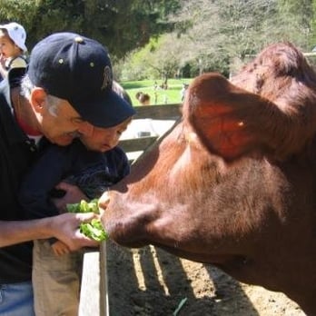 Tilden Regional Park - Little Farm - Bring Your Celery and Lettuce - Parks Near Me - Berkeley, California
