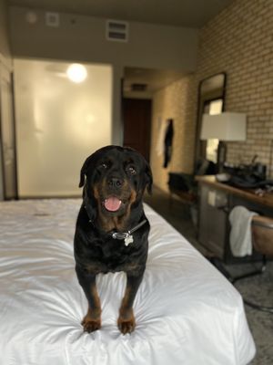 Ironworks Hotel Indy by null