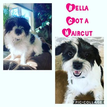 Angie's Dog-Gone Pretty - Bella - Pet Groomers Near Me - Indio, California Angie's Dog-Gone Pretty - Bella - Pet Groomers Near Me - Indio, California