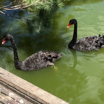 Cleland Wildlife Park - Black swans - Coffee & Tea Near Me - Crafers, SA