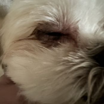 Mud Puppies - Bentley's scratched eye - Pet Groomers Near Me - Austin, Texas Mud Puppies - Bentley's scratched eye - Pet Groomers Near Me - Austin, Texas