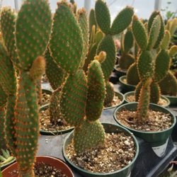 Pembertons Greenhouses - Cactus at Pemberton's Greenhouses
