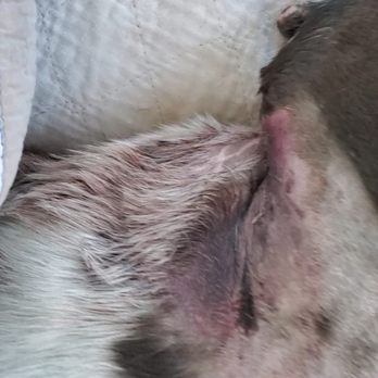 Veterinary Emergency and Referral Center - Picking up the next day to get better care. unresponsive and edema filled his legs - Veterinarians Near Me - Clarks Summit, Pennsylvania