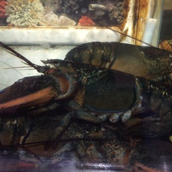 CR Surf & Turf - You have to meet Lobster before you eat - Seafood Near Me - Cedar Park, Texas CR Surf & Turf - You have to meet Lobster before you eat - Seafood Near Me - Cedar Park, Texas