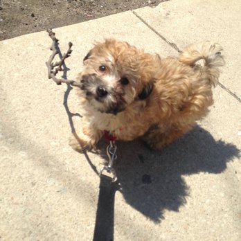 Your Pup's Pal - Dog Walkers Near Me