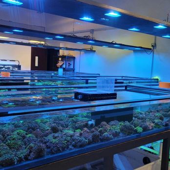Aqua Plus Aquarium - Local Fish Stores Near Me - Santa Clara, California Aqua Plus Aquarium - Local Fish Stores Near Me - Santa Clara, California