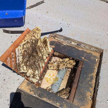Ventura Bee Rescue - Bees in a roof - Pest Control Near Me Ventura Bee Rescue - Bees in a roof - Pest Control Near Me
