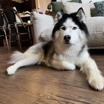 The Paw Spa - Pet Groomers Near Me - Corona, California