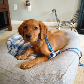 First Gen Dog Training - Puppy place training. AKA nap time! - Pet Training Near Me First Gen Dog Training - Puppy place training. AKA nap time! - Pet Training Near Me