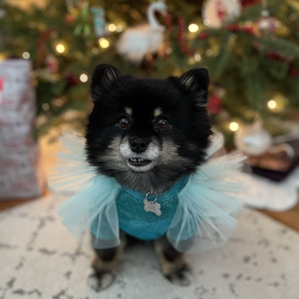 Mishka - Dog clothing - Pet Stores Near Me - San Francisco, California Mishka - Dog clothing - Pet Stores Near Me - San Francisco, California