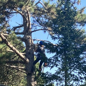 Northern Arborists - One of the arborist is up in the tree. - Tree Services Near Me Northern Arborists - One of the arborist is up in the tree. - Tree Services Near Me