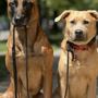 Photo of Sit Means Sit Dog Training Chicago