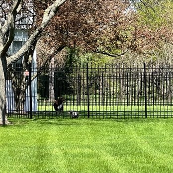 Expert Fence - Dogs appreciating their out door off leash life! - Fences & Gates Near Me