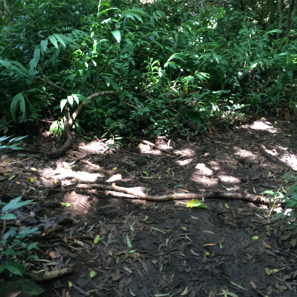 Lulumahu Falls - 4. Road bifurcates. Go to left! - Hiking Near Me - Honolulu, Hawaii Lulumahu Falls - 4. Road bifurcates. Go to left! - Hiking Near Me - Honolulu, Hawaii