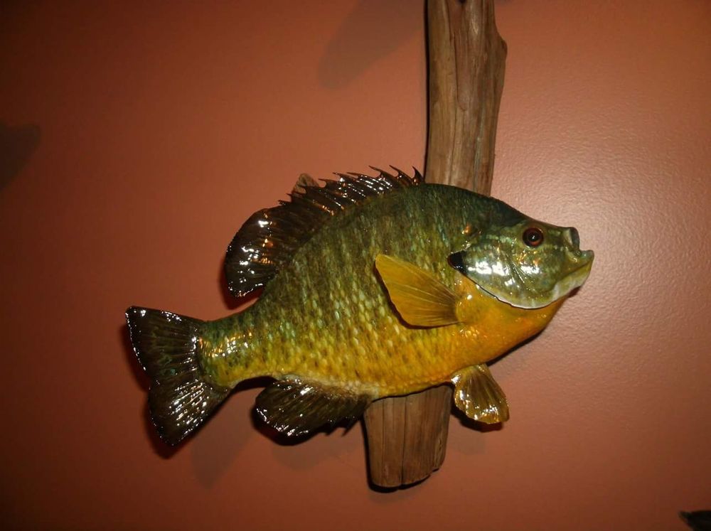 Dewildt Taxidermy - taxidermy in Portage, WI