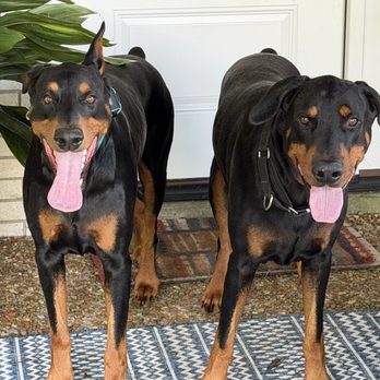Cres Canine - Pet Training Near Me - Hendersonville, Tennessee Cres Canine - Pet Training Near Me - Hendersonville, Tennessee