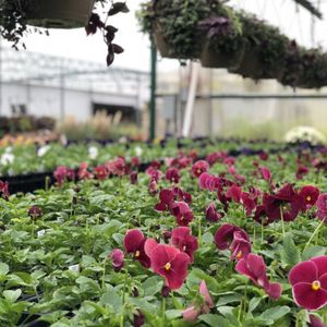 Mar S Nursery 19 Photos 14 Reviews Nurseries Gardening Nurseries Gardening
