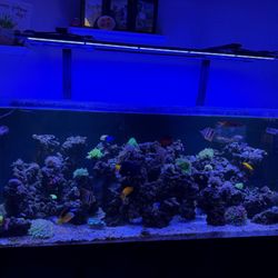 Strictly Fish