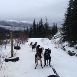Dog sledding 2014