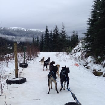 Blackcomb Snowmobiles - Dog sledding 2014 - Tours Near Me - Whistler, British Columbia
