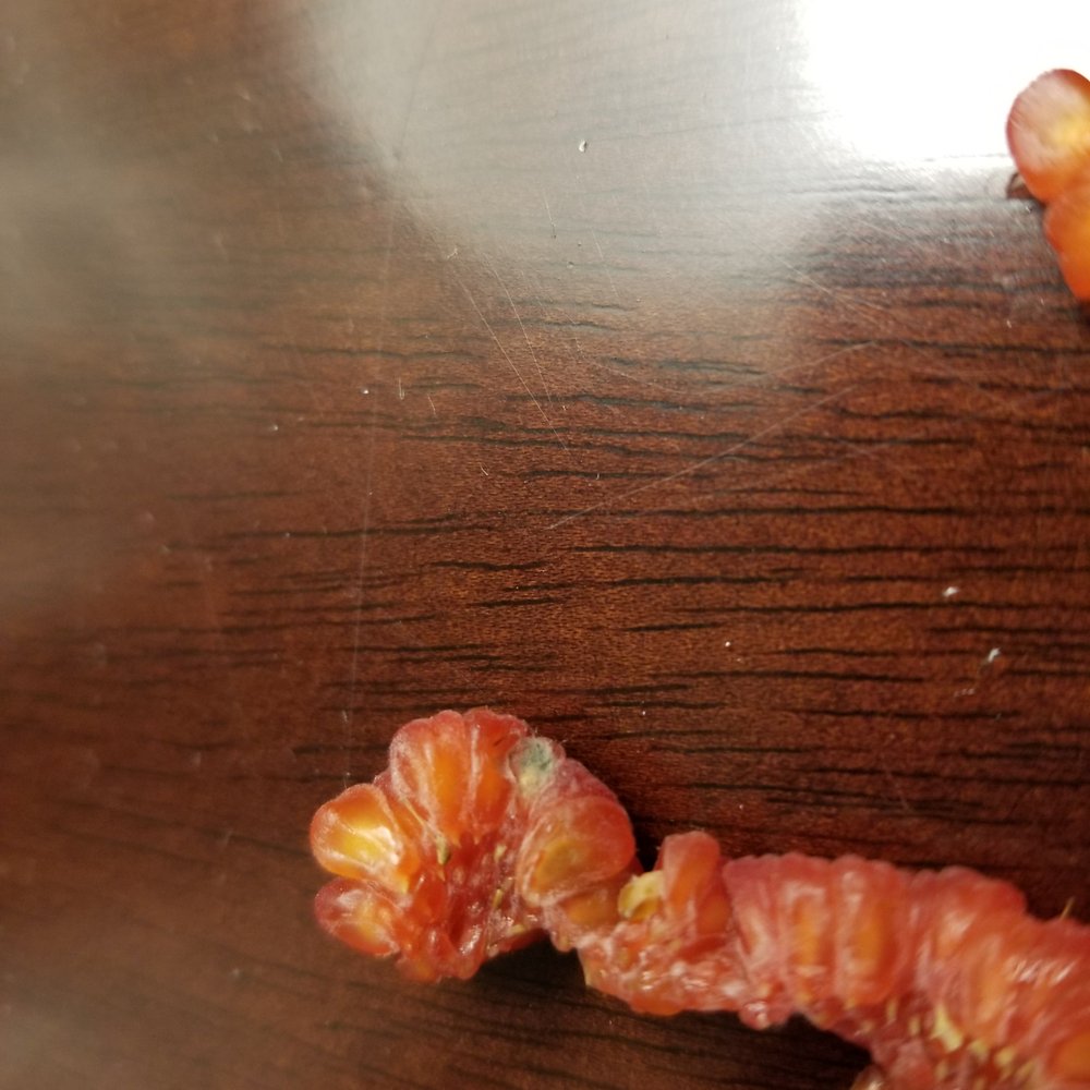 Eatarry - a close up of one of the pieces of raspberry growing mold on its top - Breakfast & Brunch Near Me - Tarrytown, New York