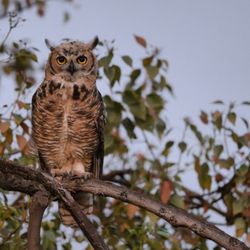 Sepulveda Basin Wildlife Preserve - Great Horned Owl